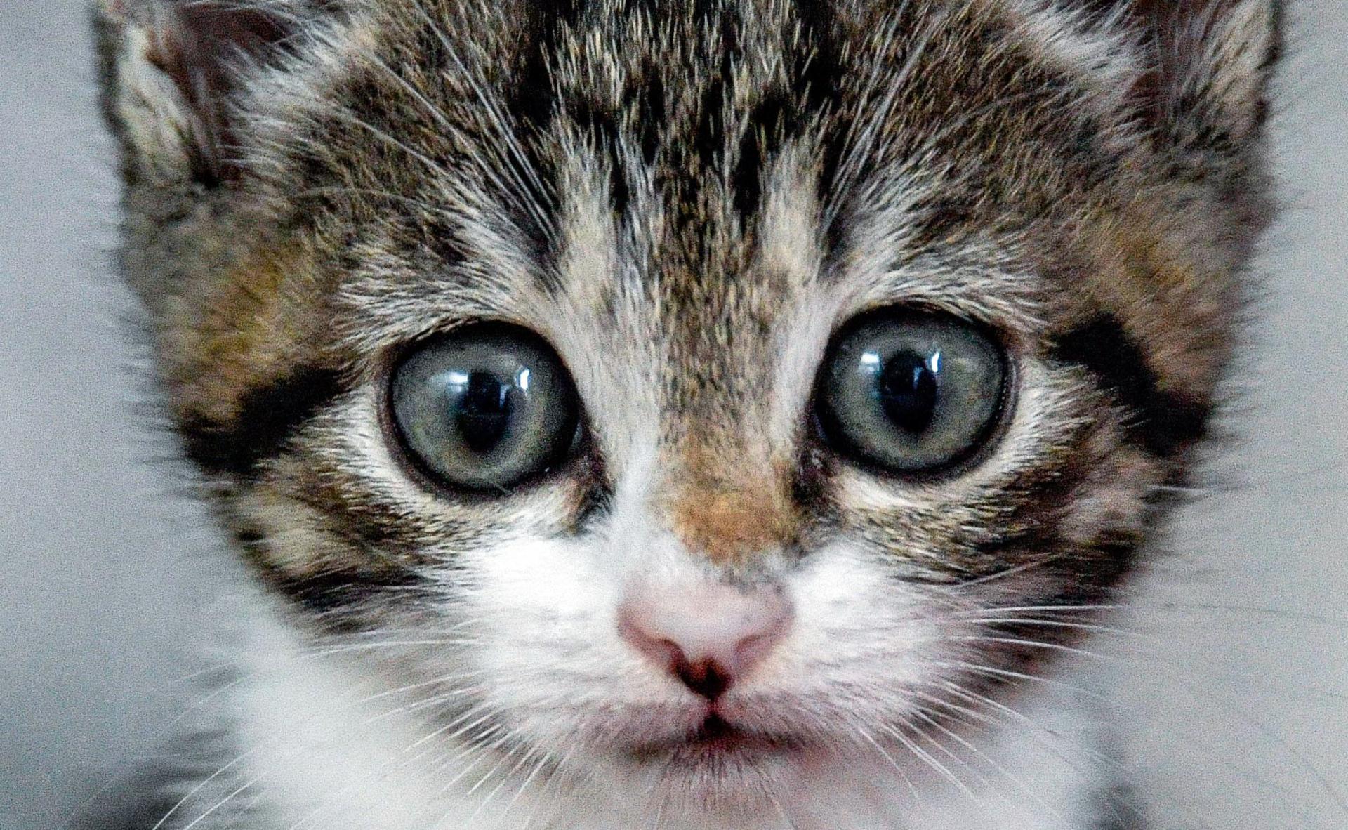 Ein Unbekannter überfährt in Maxhütte-Haidhof eine Katze. Um das schwer verletzte Tier kümmert er sich nicht. Es stirbt qualvoll. (Symbolbild: Axel Heimken/dpa)