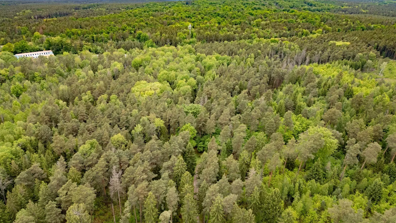 Junge Frau in Königsbrücker Heide gefunden - Jugendlicher unter Tatverdacht (Bild: Robert Michael/dpa)