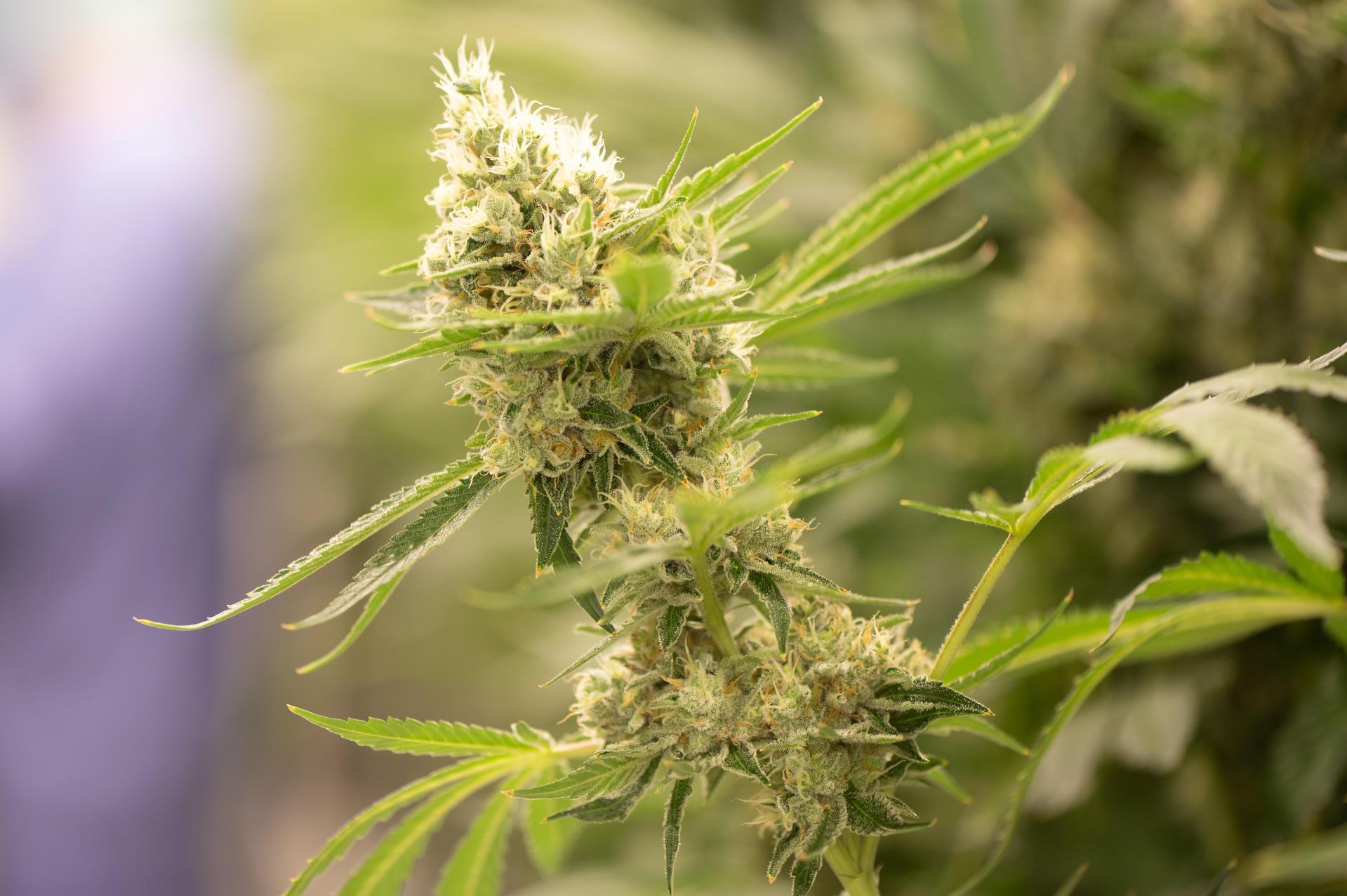 Alles legal: Am Samstag startet das „Buds Collective” in Grafenwöhr die Marihuana-Abgabe an seine Mitglieder. (Symbolbild: Sebastian Kahnert)