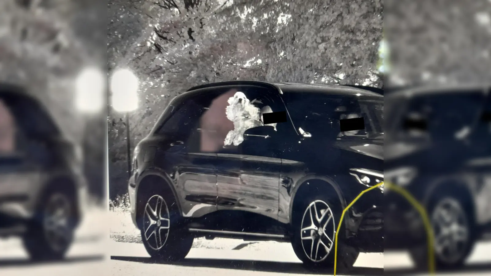 Es gibt auch süße Blitzerfotos.  (Bild: Pressestelle des ZVKVS)