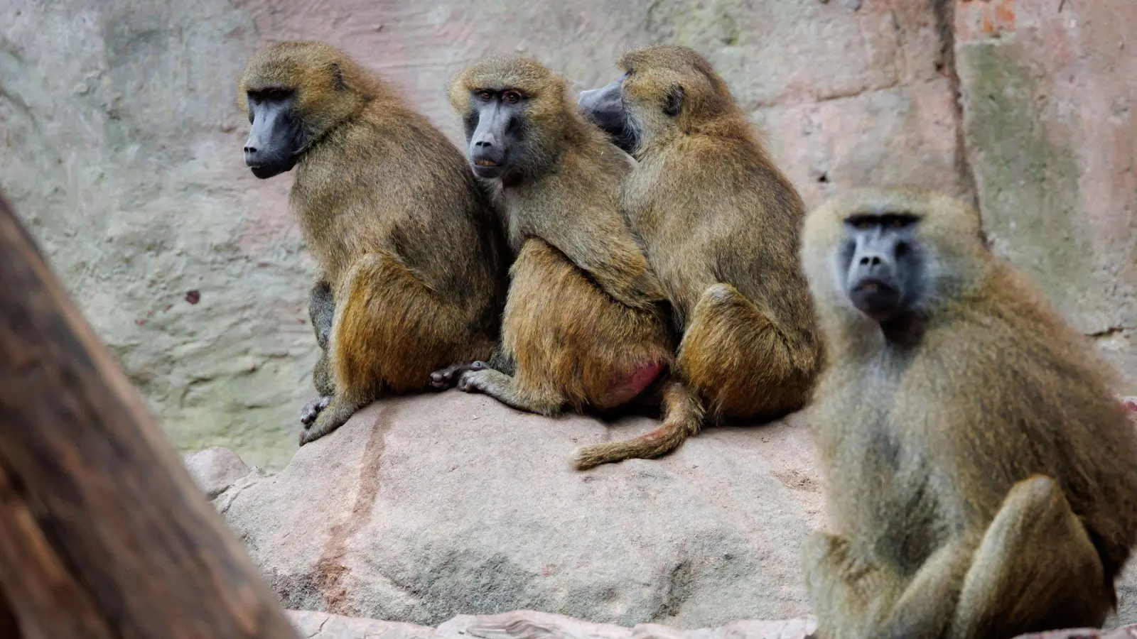 Die Paviane-Gruppe ist nach Angaben des Tiergartens zu groß für die Anlage geworden.  (Bild: Daniel Karmann/dpa)