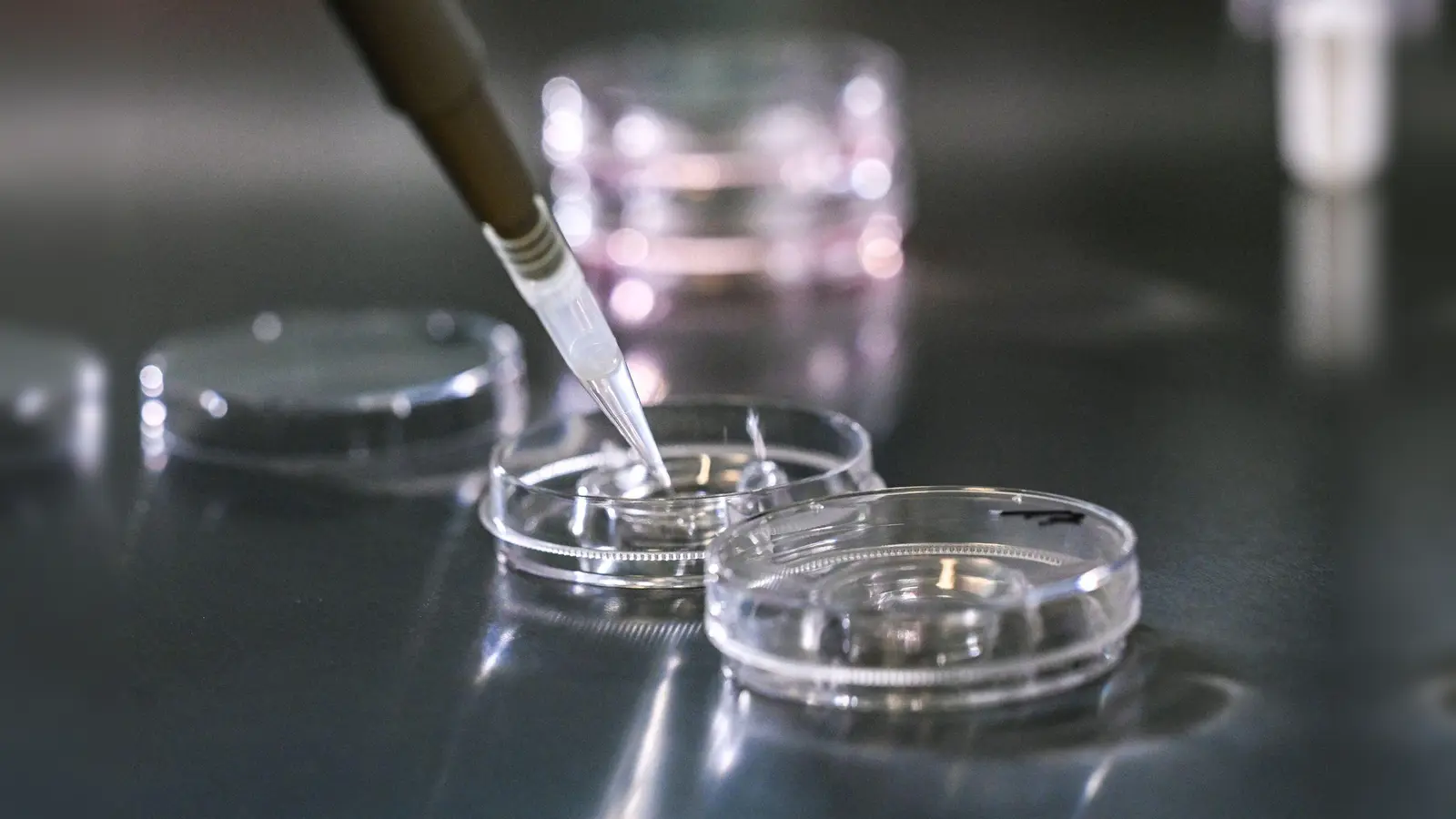 Bei einer In-vitro-Fertilisation werden Eizellen außerhalb des Körpers befruchtet. Der Soroptimist-International-Club Amberg-Sulzbach fordert nun, dass auch die Eizellspende in Deutschland legal wird. (Symbolbild: Jens Kalaene/dpa)