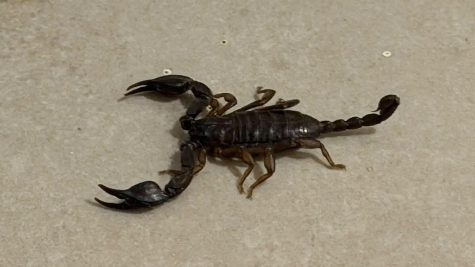 Ein Amberger Ehepaar entdeckt in ihrer Tiefgarage einen Skorpion.  (Bild: Stefan Dürbeck)