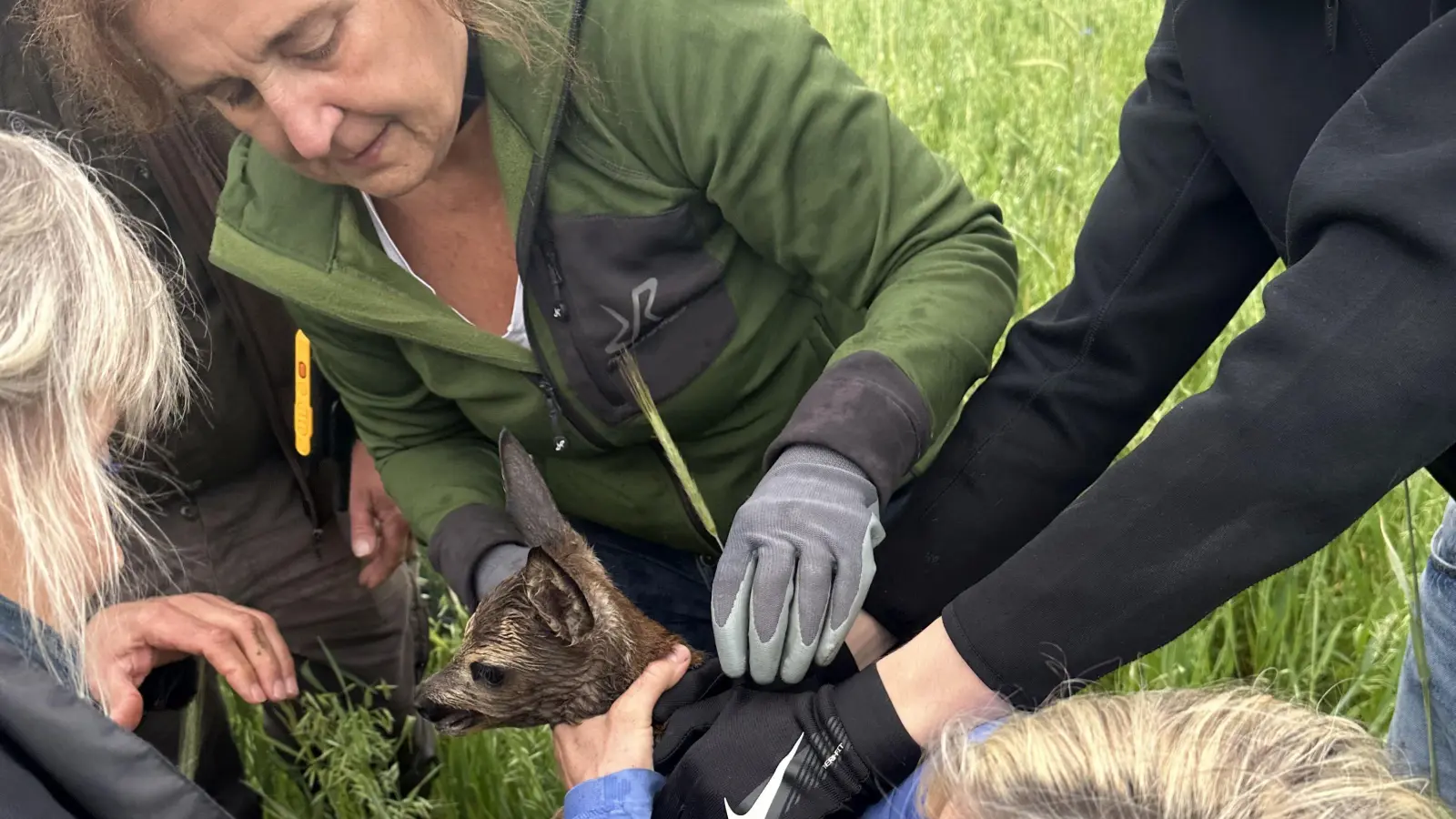 Bei einem Unfall wurde ihre Mama getötet, aber die beiden Rehkitze konnten im angrenzenden Bereich gefunden und gerettet werden.  (Bild: Peter Luschner)