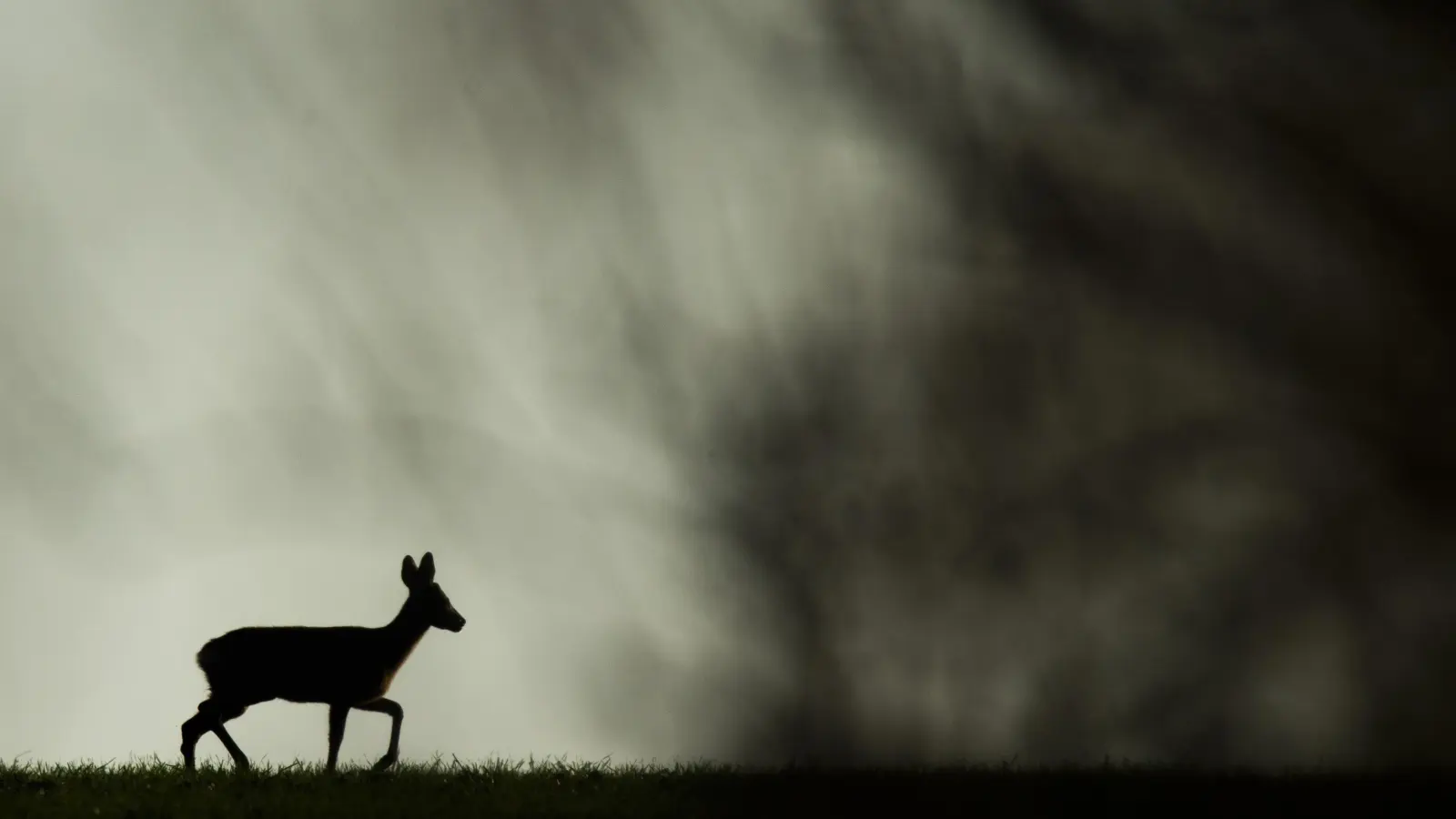 Vom Reh im Wildtiergehege in Sengenthal blieb nur eine Blutlache übrig.  (Bild: Julian Stratenschulte/dpa)