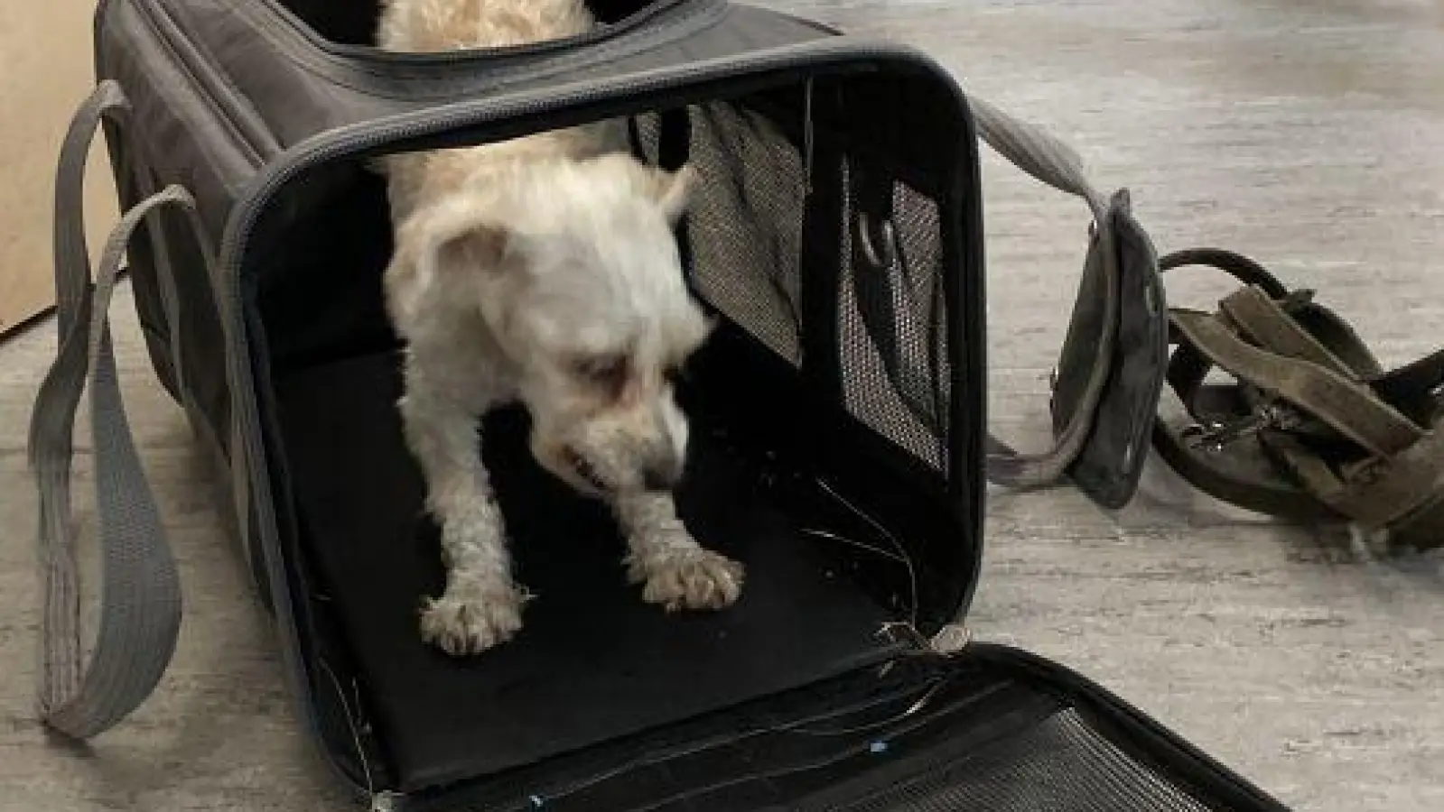 In einer Hundebox ist dieser Hund in Amberg gefunden worden.  (Bild: Polizeiinspektion Amberg/exb)