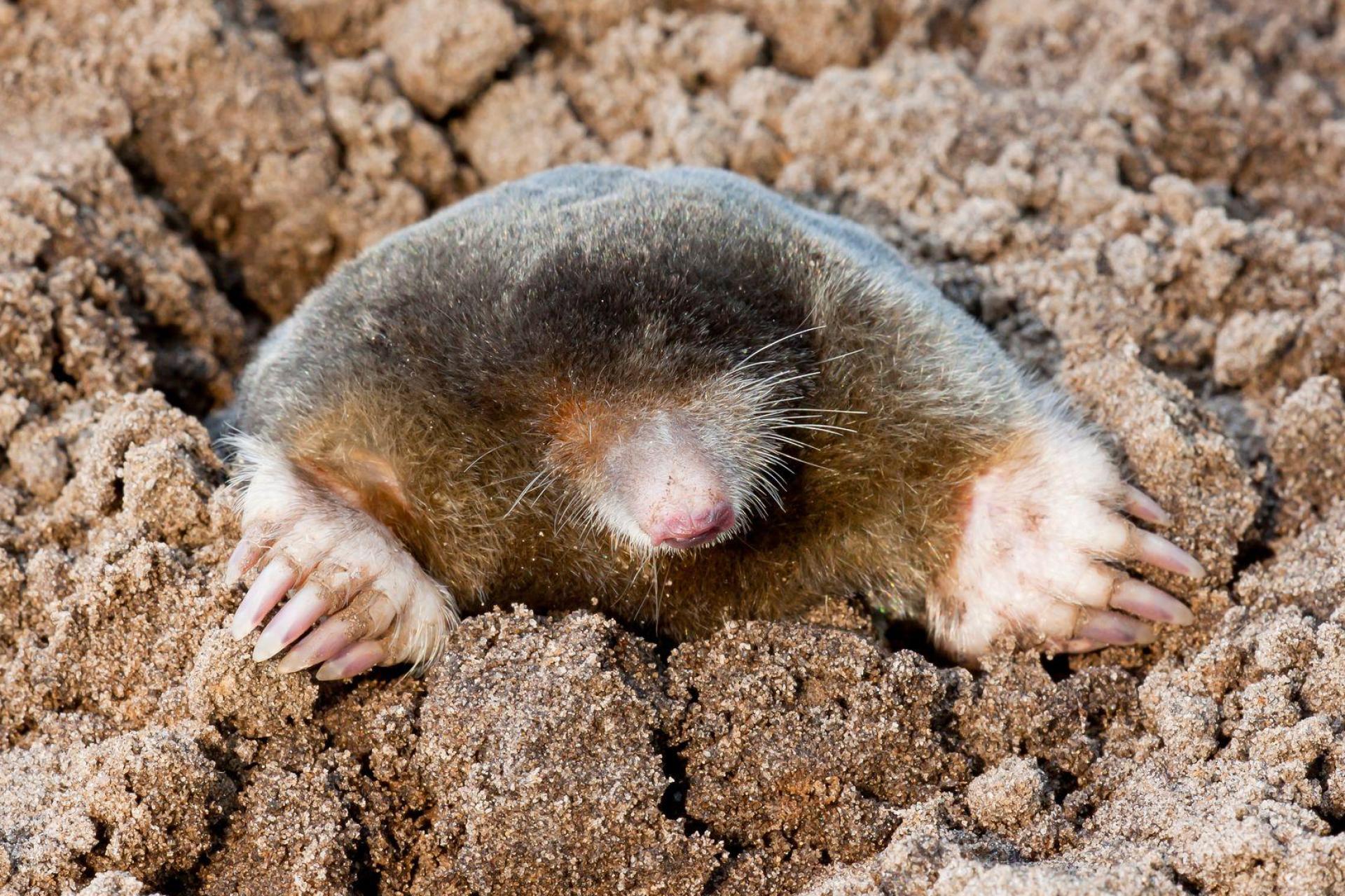 Als besonders geschützte Tierart dürfen Maulwürfe nicht gefangen, verletzt und getötet werden. Umso tragischer ist es, dass ein Mann aus Schlicht bei Vilseck versucht hatte, die Maulwürfe in seinem Garten mit Gas zu töten. (Symbolbild: Agami/T. Douma/blickwinkel/dpa)