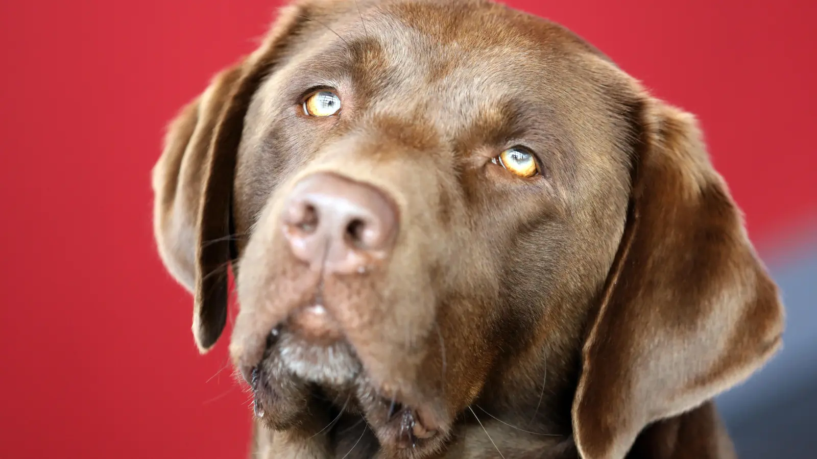 In Amberg kollidiert eine E-Scooter-Fahrerin mit einem Labrador. Beide erleiden leichte Verletzungen. Die Polizei ermittelt. (Symbolbild: Bernd Wüstneck/dpa)