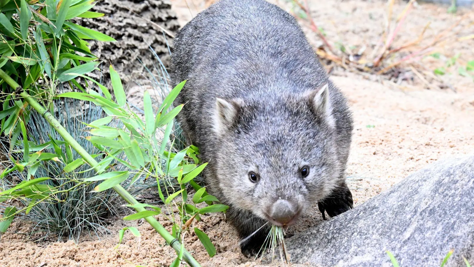 Das Wombat-Baby könnte bei der Aktion verletzt worden sein. (Symbolbild) (Bild: Franziska Kraufmann/dpa)