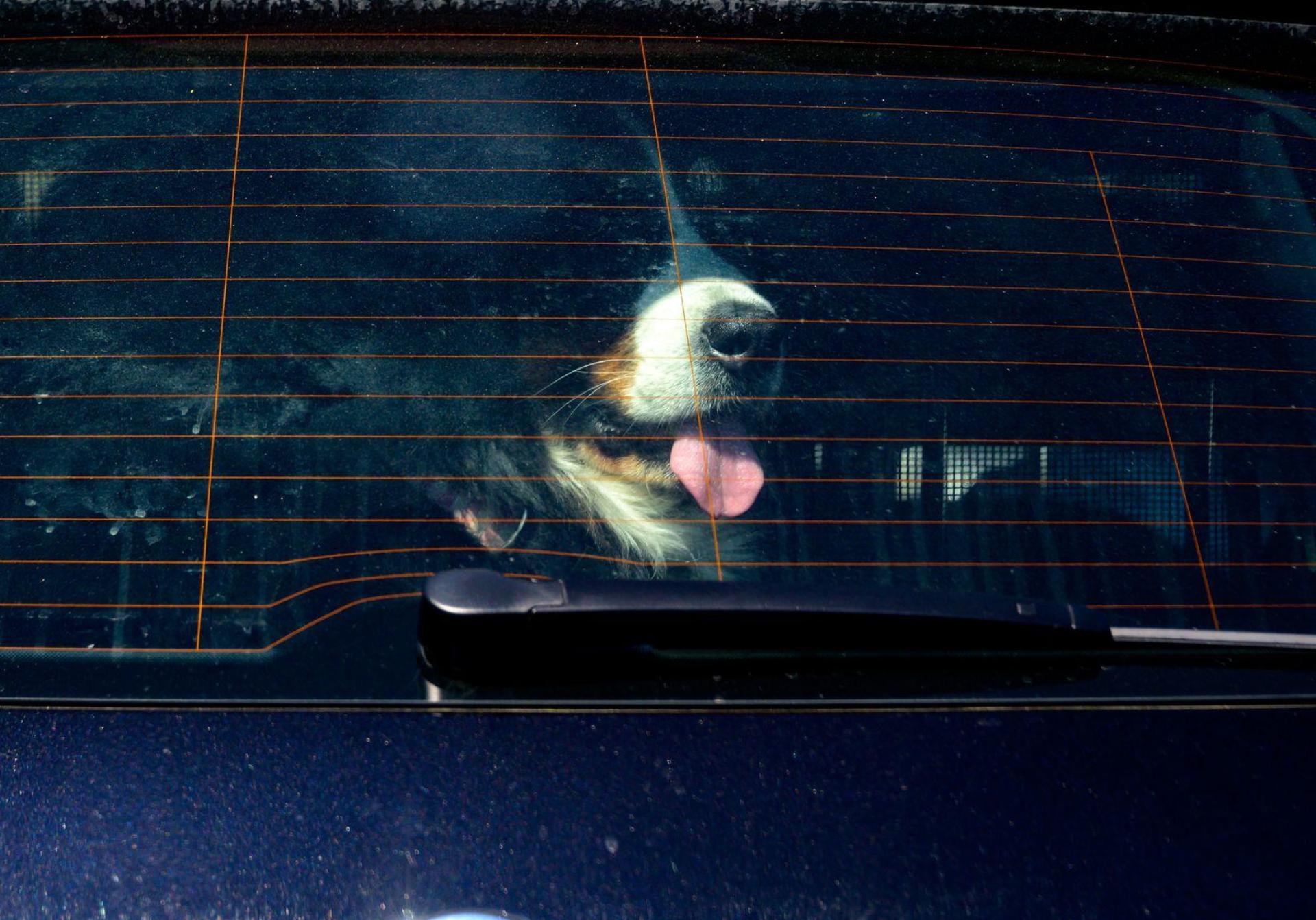 Achtung Hundebesitzer: Vierpföter sollten bei Hitze nicht im geschlossenen Auto bleiben. (Symbolbild) (Bild: Axel Heimken/dpa)