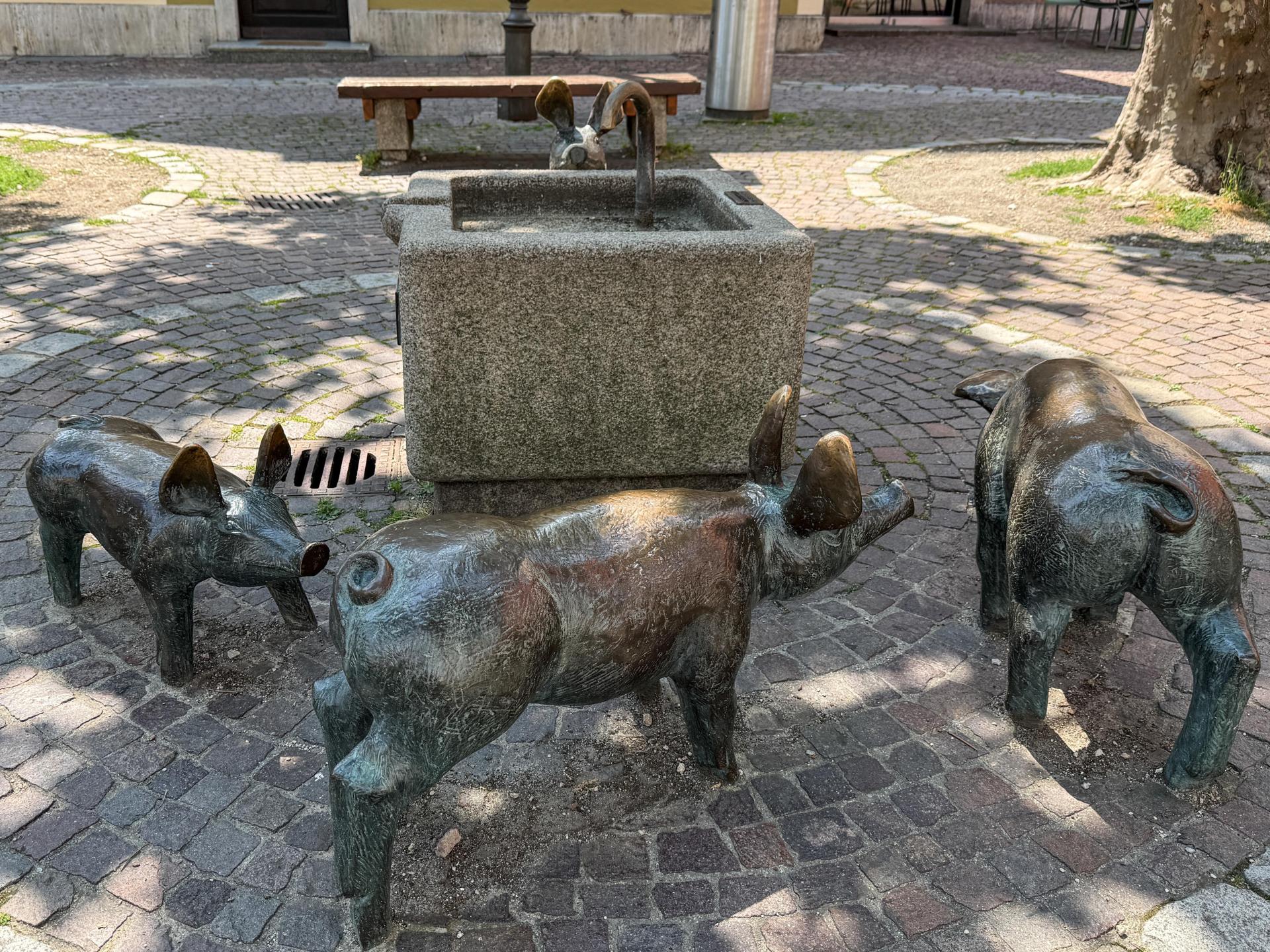 32 Grad Celsius – und die kleinen Amberger Schweinchen haben nichts mehr zu trinken. Der Grund liegt im Erdboden. Die umliegenden Bäume haben die Leitungen beschädigt.  (Bild: Petra Hartl)