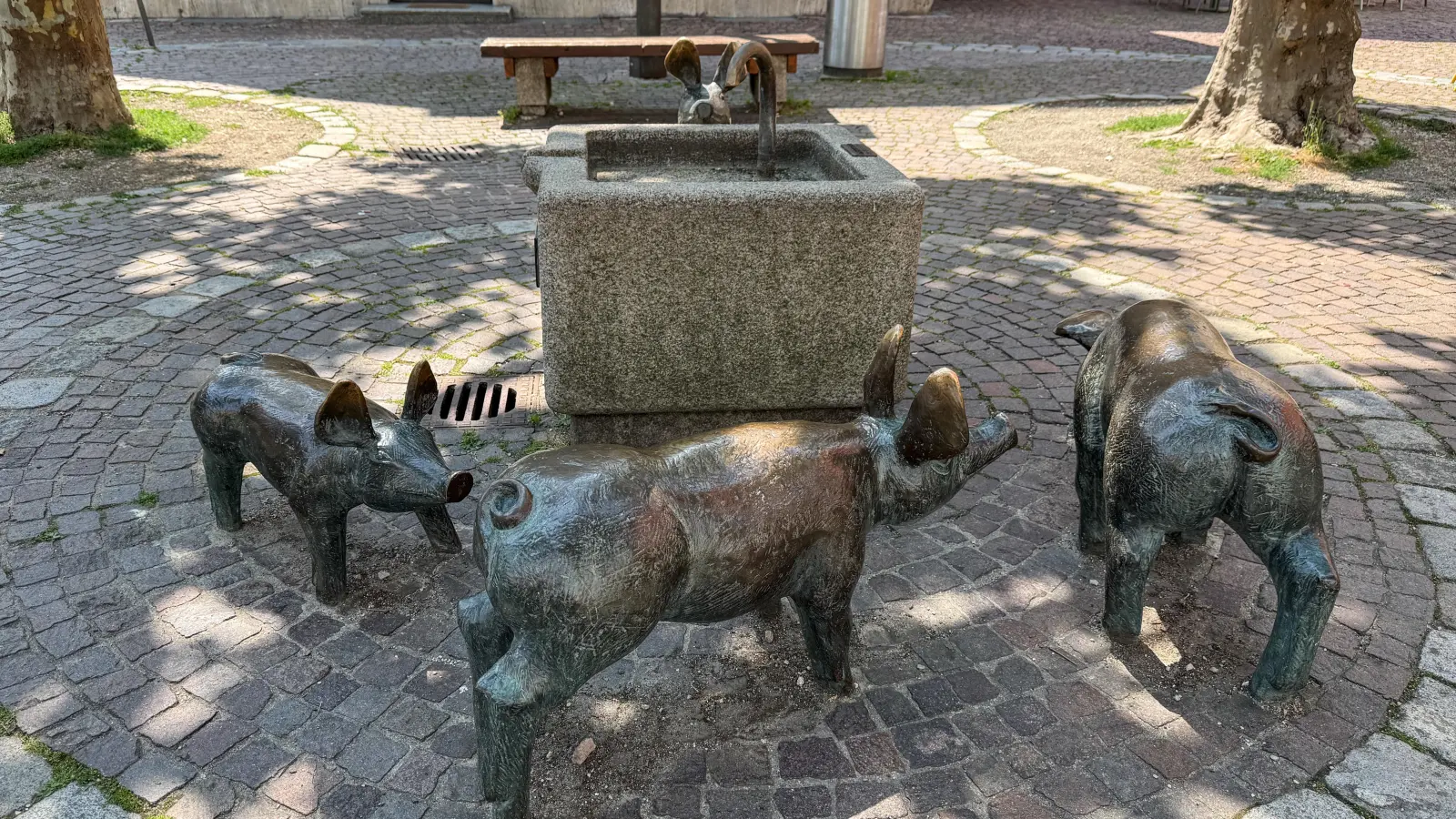32 Grad Celsius – und die kleinen Amberger Schweinchen haben nichts mehr zu trinken. Der Grund liegt im Erdboden. Die umliegenden Bäume haben die Leitungen beschädigt.  (Bild: Petra Hartl)