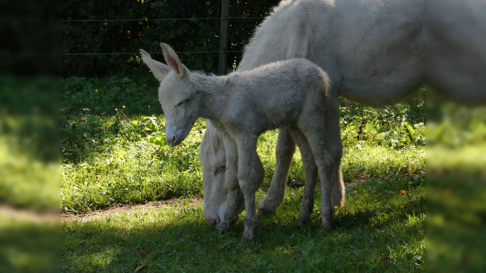 Ein männliches Eselfohlen aus der Rasse der Österreich-Ungarischen Barockesel ist in Bayreuth im Tierpark Röhrensee zur Welt gekommen. (Bild: Stadt Bayreuth/dpa)