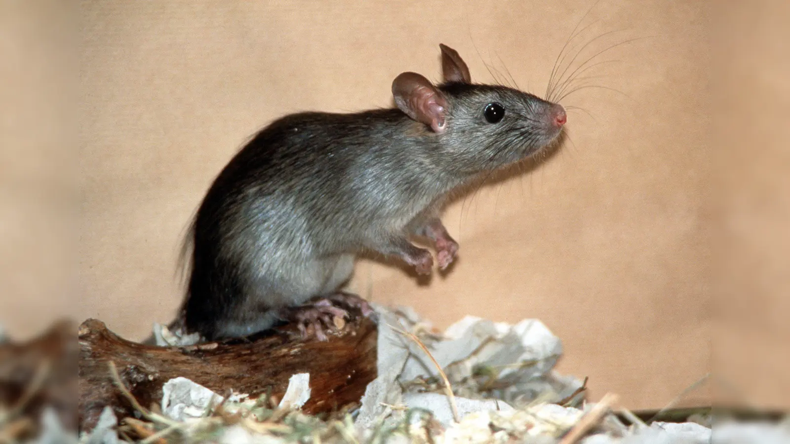 Amberg startet im Oktober eine Aktion zur Bekämpfung der Ratten in der Stadt.  (Symbolbild: Zoologische Staatssammlung/dpa)