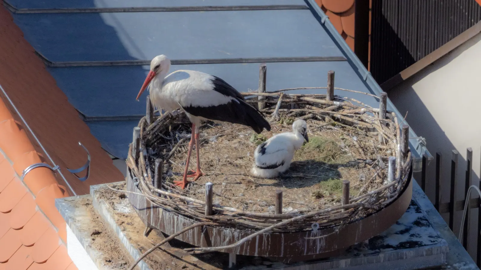 Ursprünglich gab es zwei Jungstörche im Amberger Bootshaus-Nest, am Freitag war dort aber nur noch einer zu sehen.  (Bild: hbe)