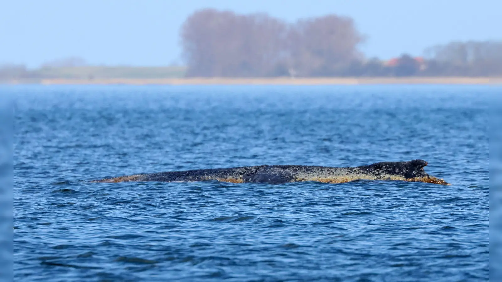 Der Buckelwal braucht Ruhe. (Bild: Bodo Marks/dpa)