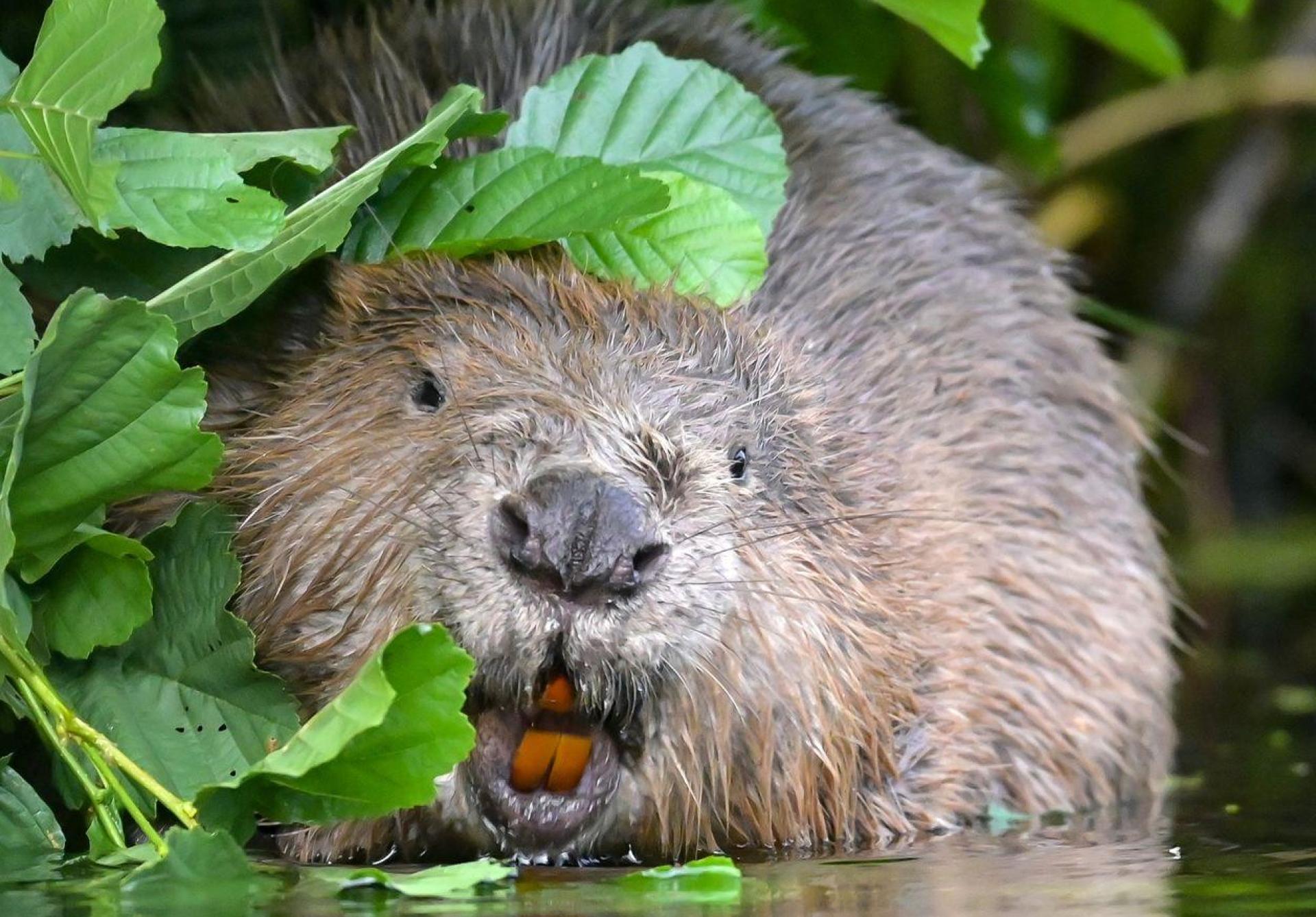 Die Feuerwehr Bamberg hat einen verletzten Biber aus einer Kneipe gerettet. (Symbolbild: Patrick Pleul/dpa)