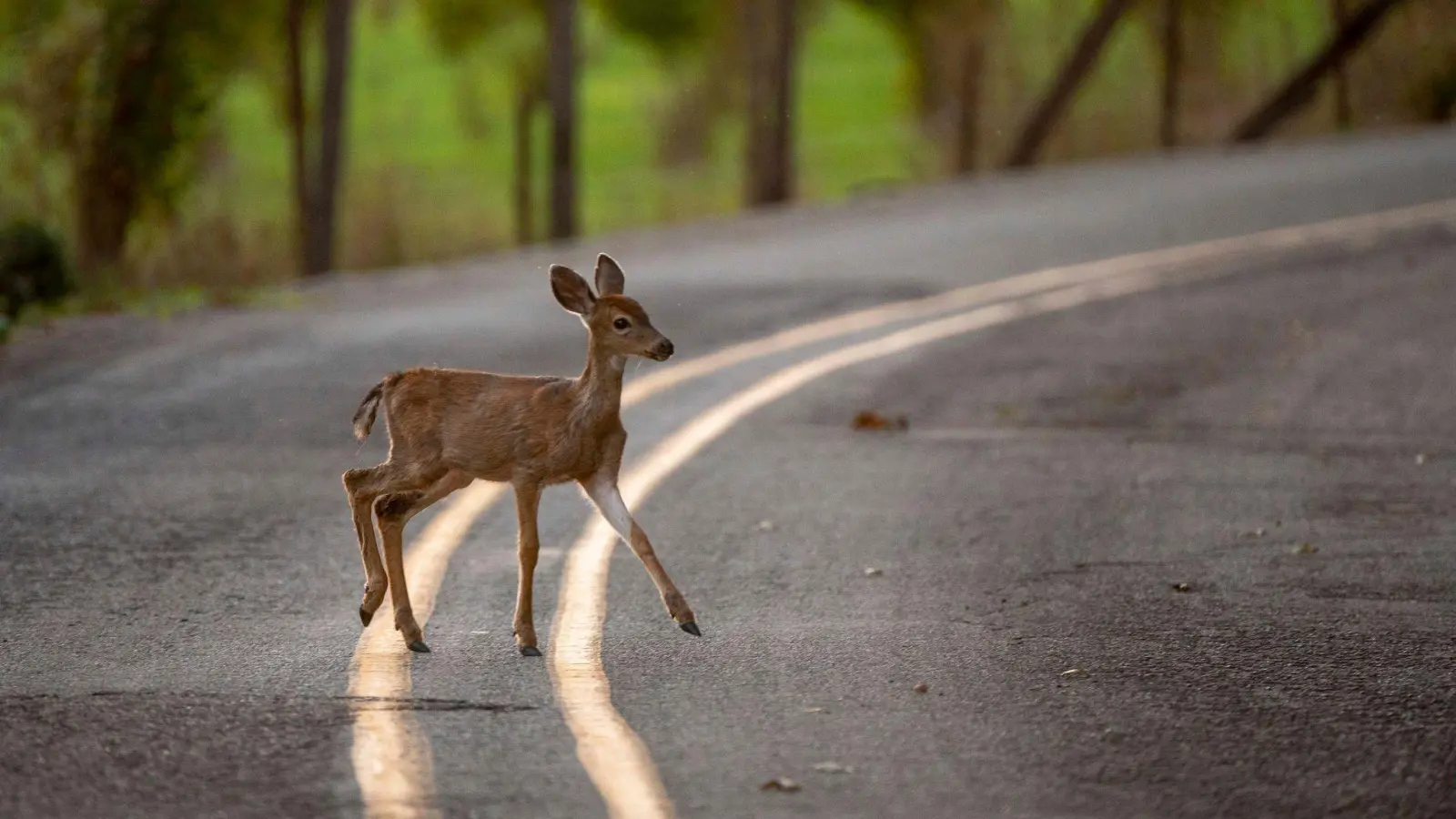 Auf der B85 nahe Amberg hat ein Autofahrer ein Reh angefahren: Dieser Wildunfall hat ein überraschendes Ende gefunden. (Symbolbild: Robin Loznak/ZUMA Wire/dpa)