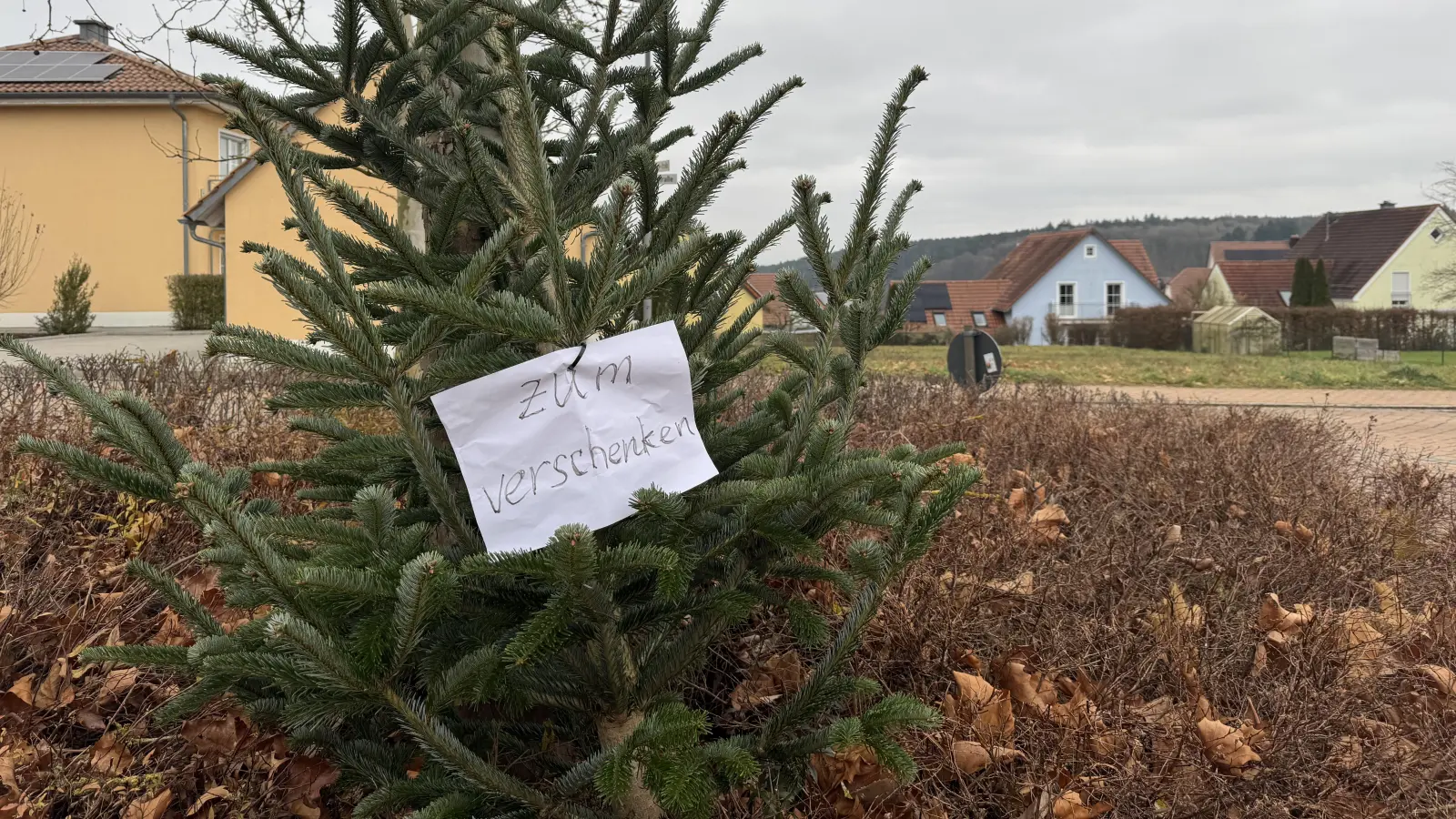 „Zum Verschenken” verkündete die Botschaft am Weihnachtsbaum. Jemand hatte ihn am Wochenende in einem Kreisverkehr in Ebermannsdorf abgestellt. (Bild: Heike Unger)