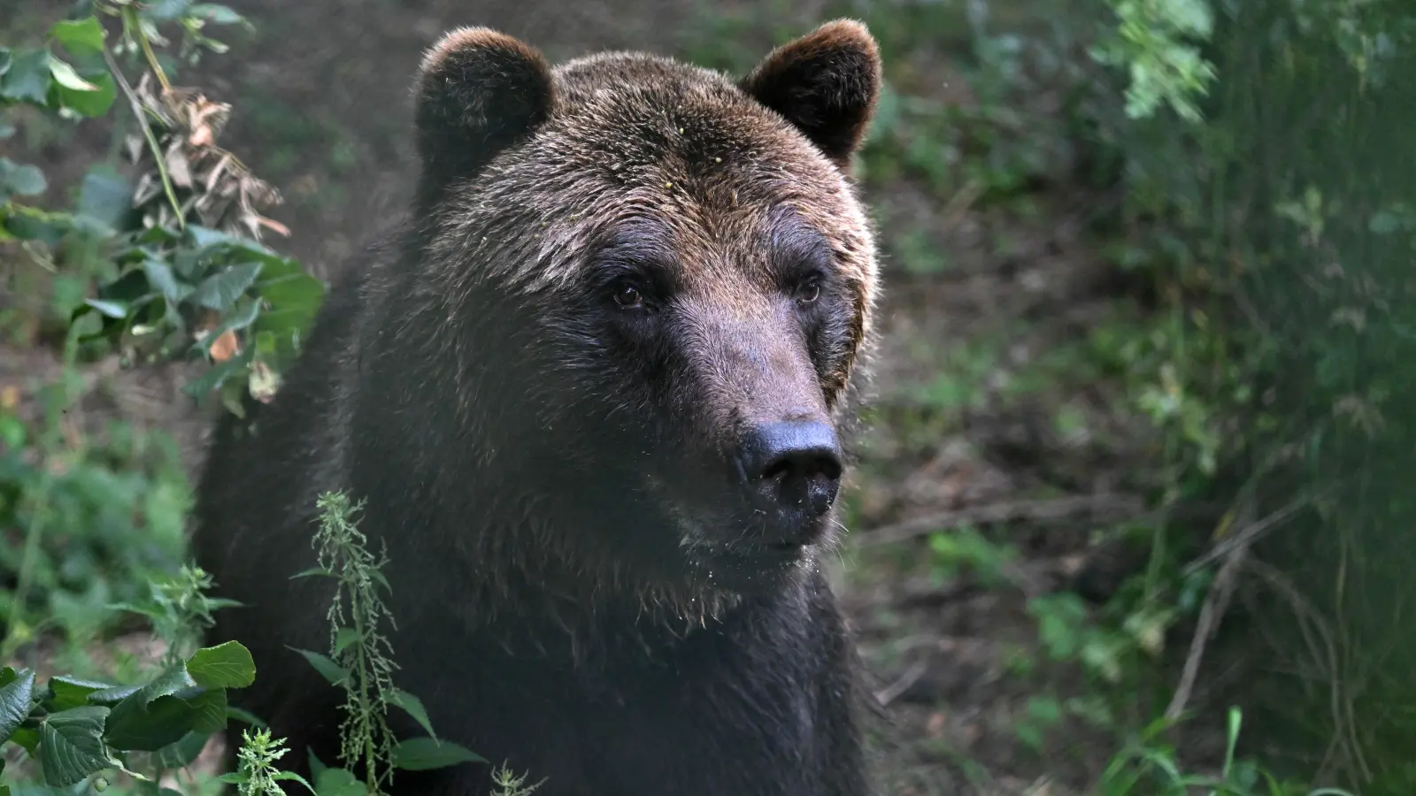 In den USA endete die Jagd auf einen Bären für Mensch und Tier tödlich. (Symbolbild: Martin Schutt /dpa)