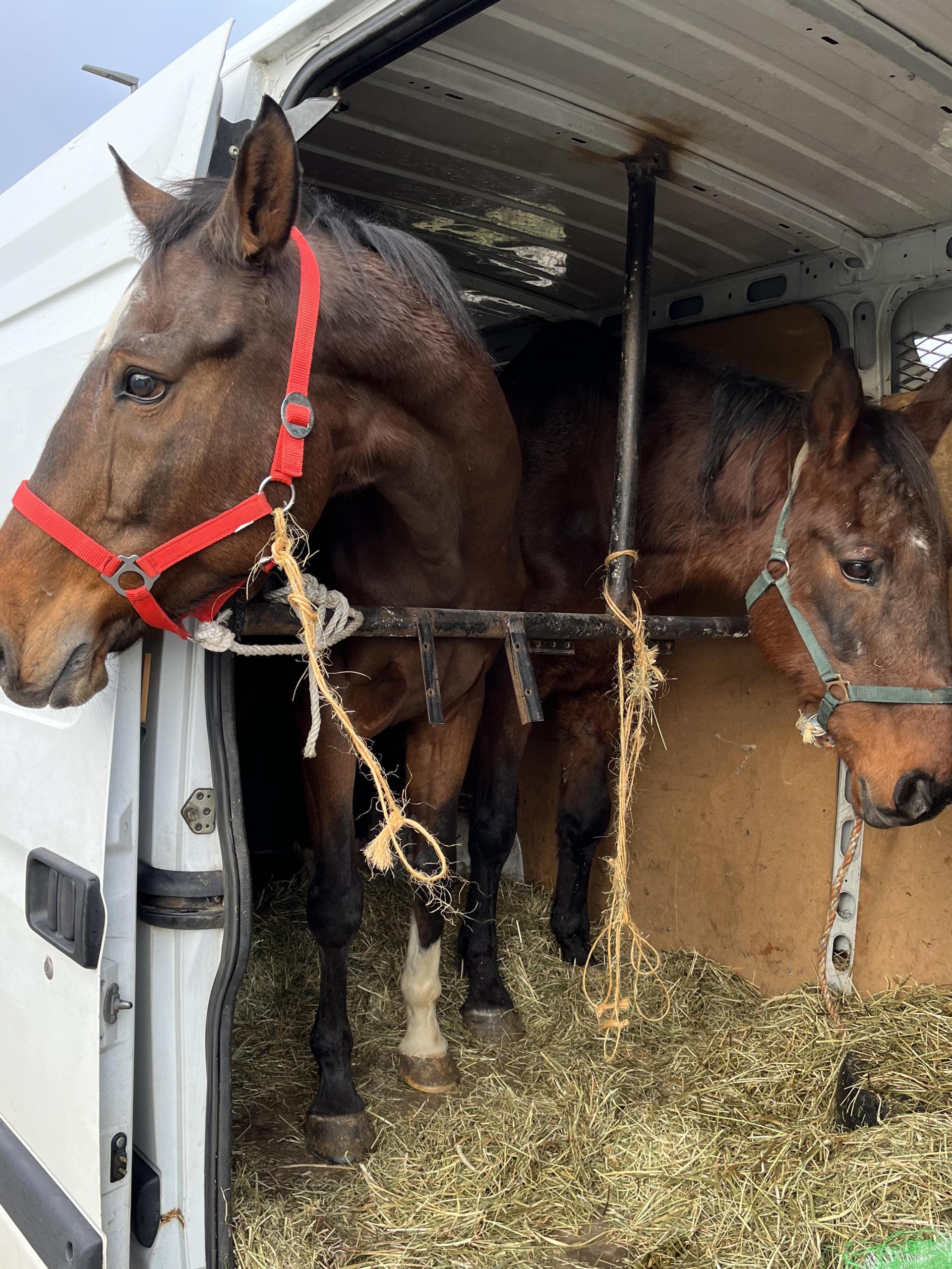 Insgesamt elf Pferde stellen Beamte der Verkehrspolizeiinspektion Amberg bei einer Kontrolle sicher. (Bild: Verkehrspolizeiinspektion Amberg/exb)