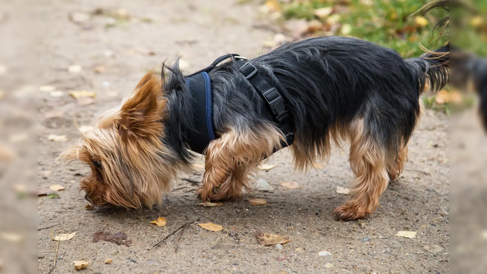 Ein Yorkshire Terrier ist Opfer einer Beißattacke geworden. (Symbolbild: Christin Klose)