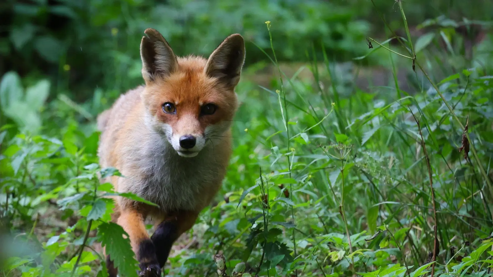 Die Polizei fand einen noch lebenden Fuchs in einer Tierfalle.  (Symbolbild: Christian Charisius/dpa)