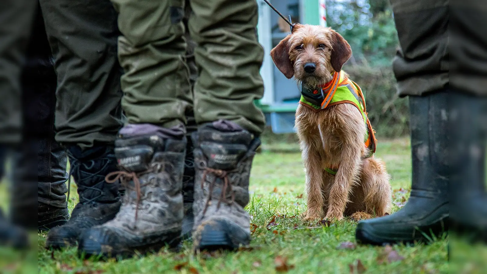 Ein Jagdhund ist in Amberg plötzlich auf die Straße gelaufen – und hat einen Unfall verursacht. (Symbolbild: Jens Büttner/dpa)