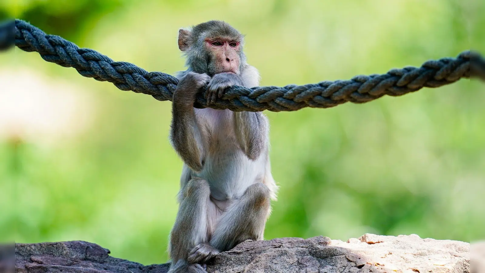 In freier Wildbahn sind Rhesusaffen vor allem in Asien anzutreffen - hierzulande lassen sie sich in Zoos beobachten. (Symbolfoto) (Bild: Uwe Anspach/dpa)