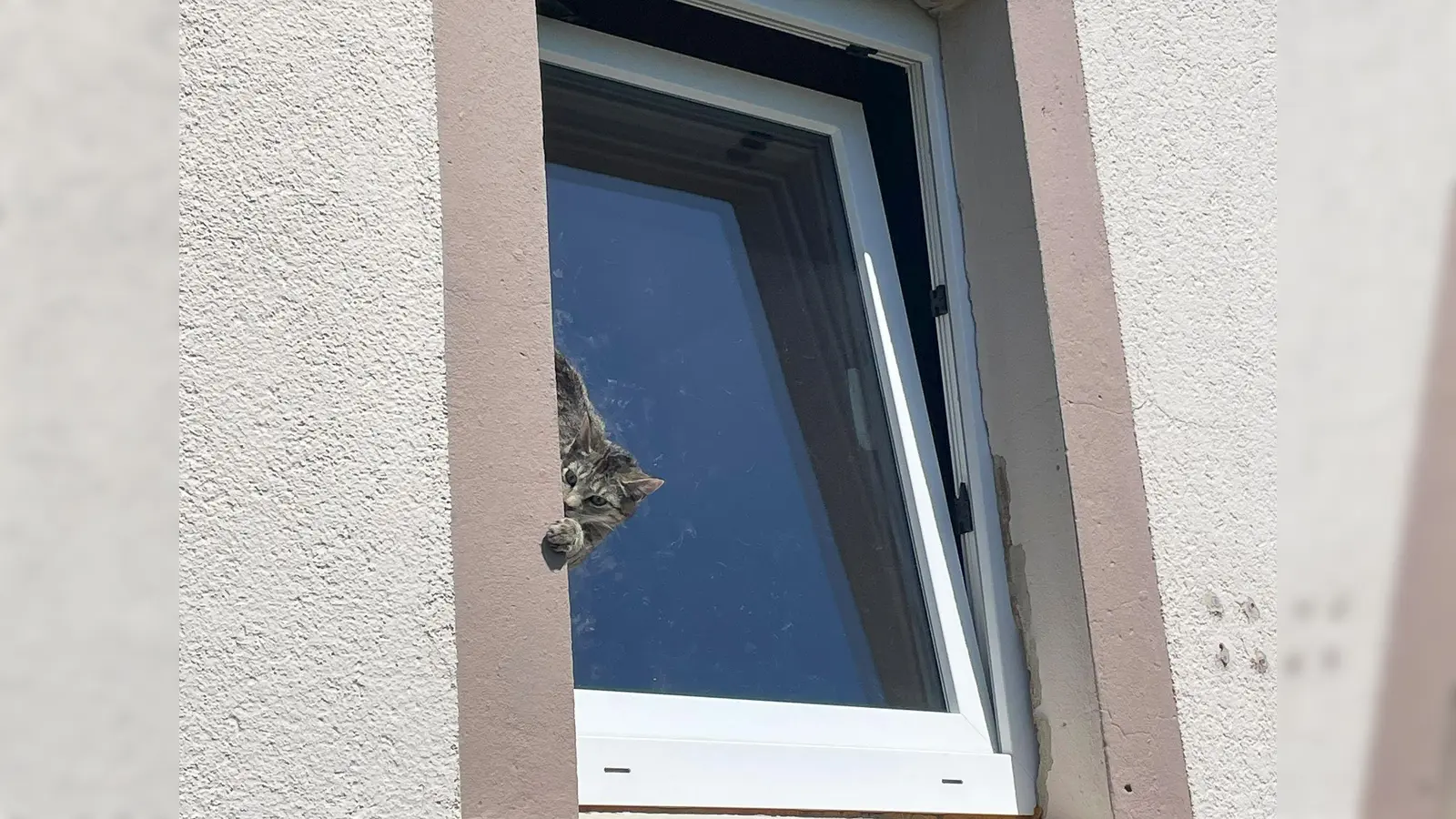 Mit Hilfe einer Drehleiter befreite die Feuerwehr das Tier. (Bild: -/Feuerwehr Lage/dpa)