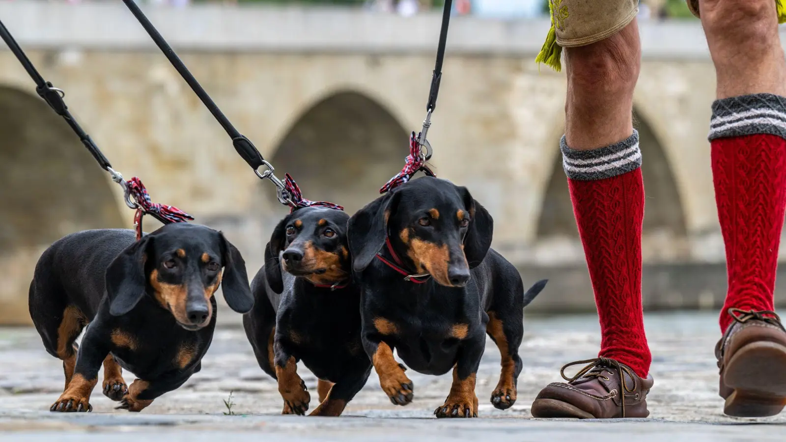 Das große Interesse an der Parade erklären sich die Veranstalter vor allem auch mit der jüngsten Debatte um die Dackelzucht. Viele Dackelliebhaber hätten Sorge, dass die Dackelzucht verboten werden könnte. (Bild: Armin Weigel/dpa)