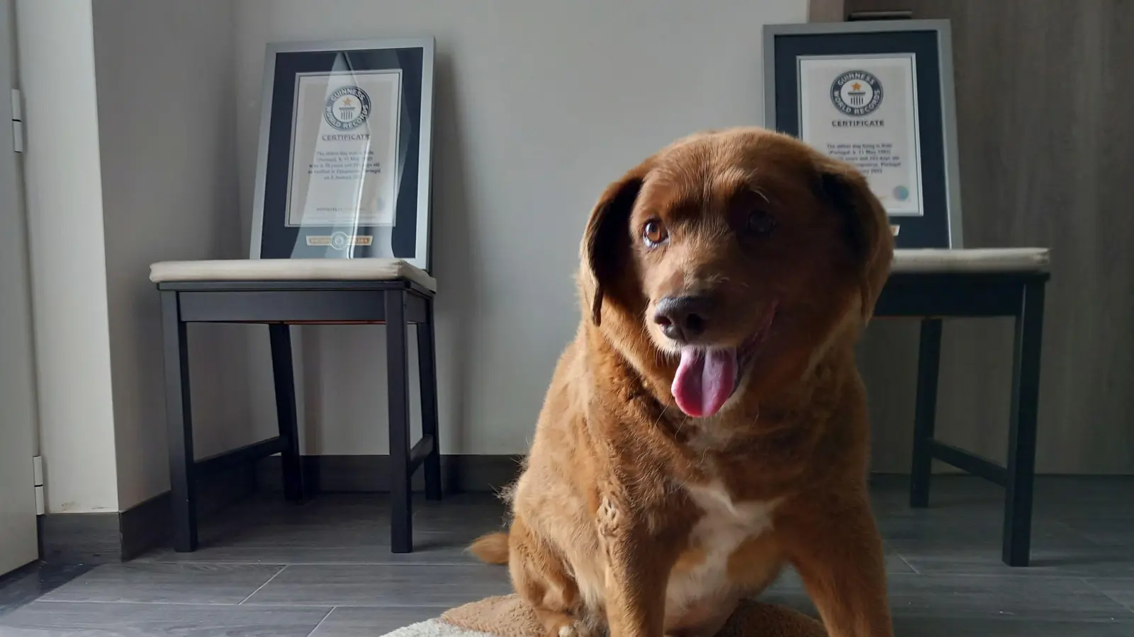 Bobi, ein portugiesischer Hund der Rasse Rafeiro do Alentejo, gilt als „ältestes Hund aller Zeiten“. (Bild: Jorge Jeronimo/AP)