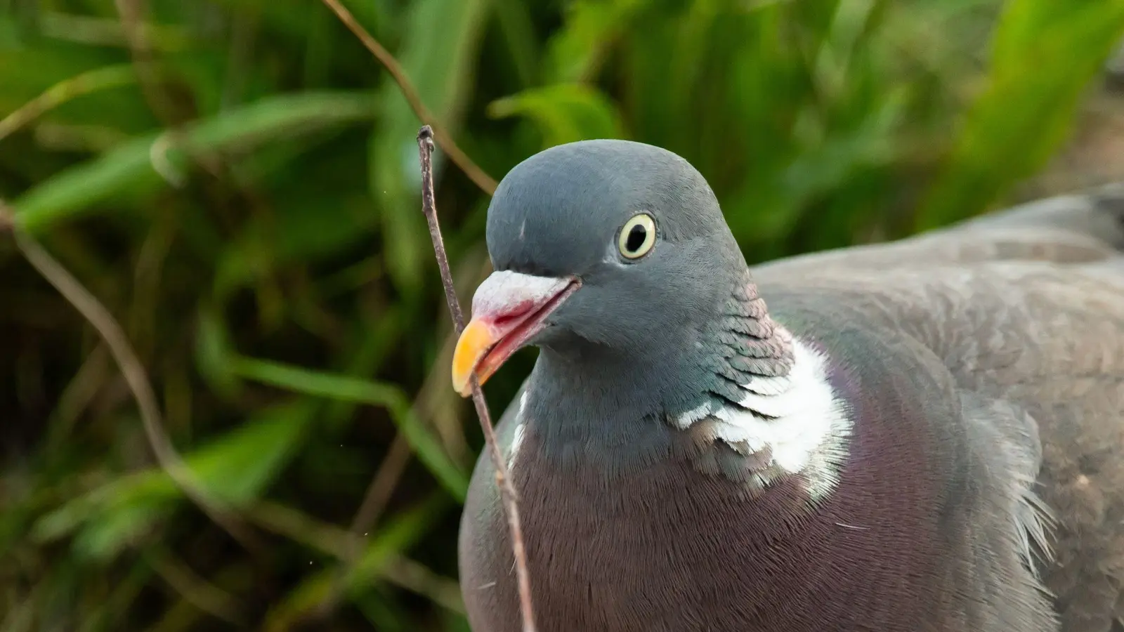 Die Taube starb durch den Tritt des 58-Jährigen. (Symbolbild) (Bild: Silas Stein/dpa)