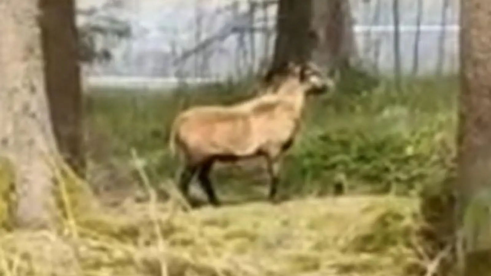 Das herumirrende Kamerunschaf ist an der B 303 unterwegs.  (Bild: Polizeiinspektion Wunsiedel )