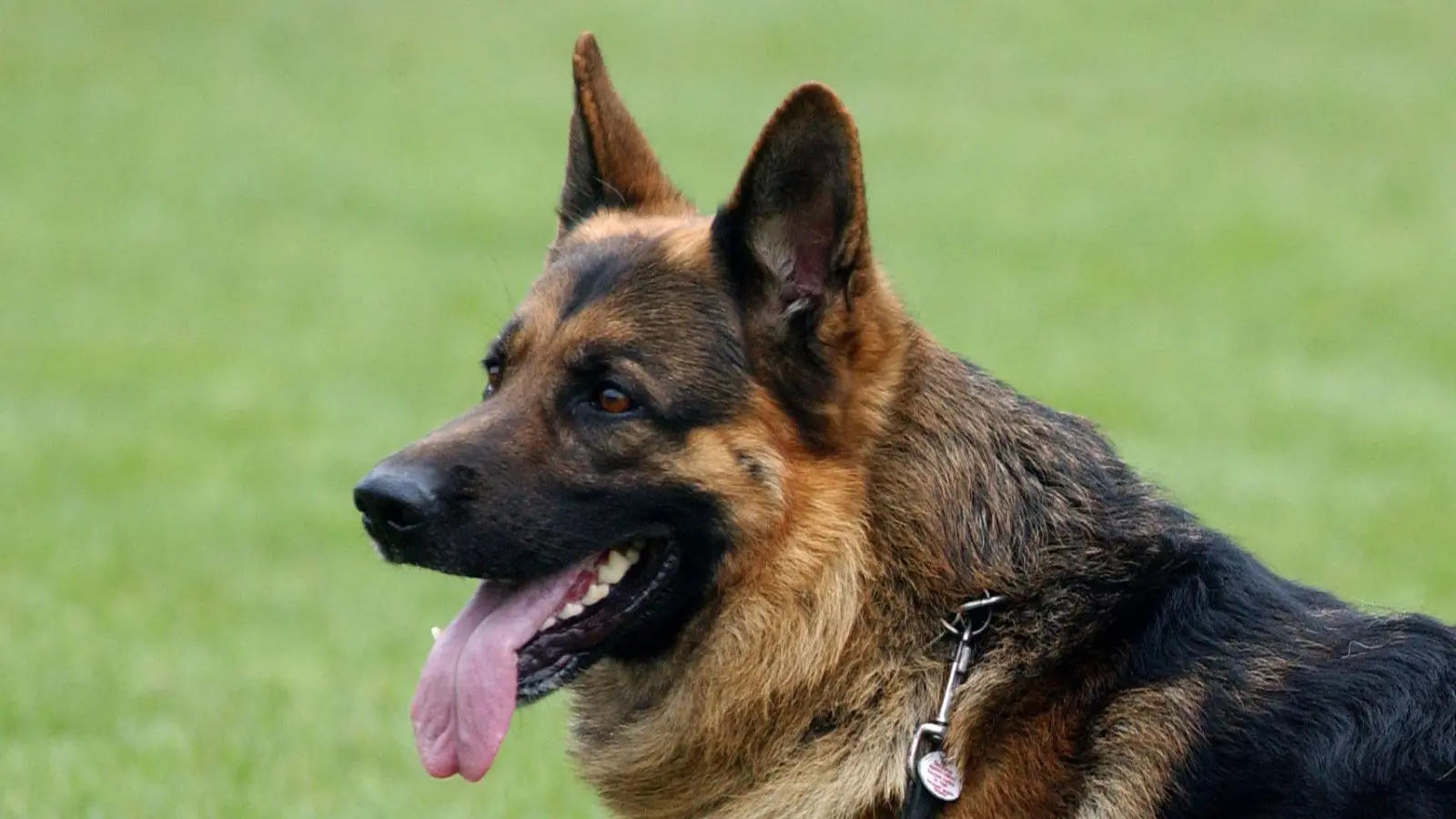 Ein Hund war am Samstagvormittag frei laufend auf der A93 unterwegs. (Symbolbild: Patrick Pleul/dpa)