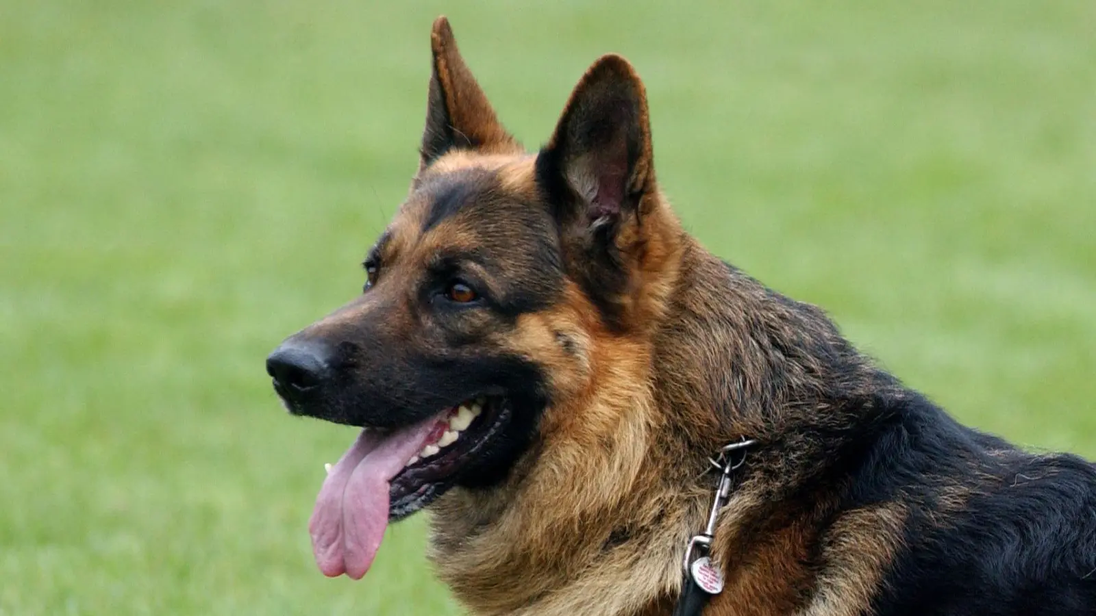 Ein Hund war am Samstagvormittag frei laufend auf der A93 unterwegs. (Symbolbild: Patrick Pleul/dpa)