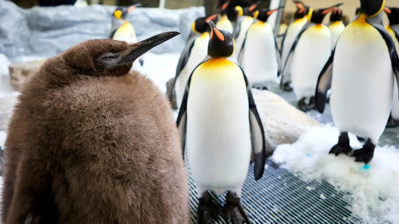 Der kugelrunde Pesto ist zum Social-Media-Star avanciert. (Bild: Uncredited/SEA LIFE Melbourne/AP/dpa)