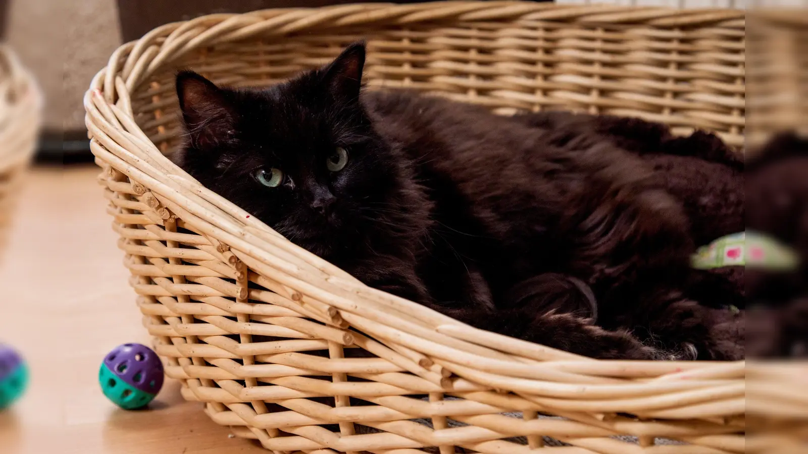 Einen kranken Kater – hier ein Symbolbild – gaben zwei Frauen unter dem Vorwand, es handle sich um ein Fundtier im Schwandorfer Tierheim ab. (Symbolbild: Stefan Sauer/dpa)