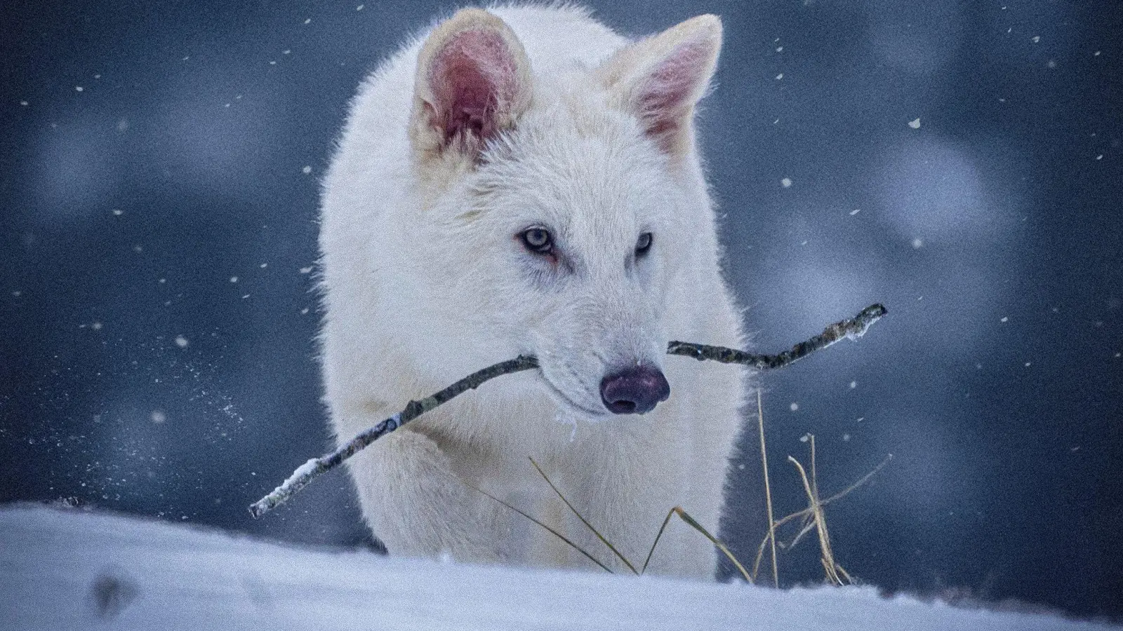 Das undatierte Foto zeigt einen jungen Wolf, der genetisch so verändert wurde, dass er Ähnlichkeiten mit dem ausgestorbenen Schattenwolf aufweist. (Bild: Uncredited/Colossal Biosciences/AP/dpa)