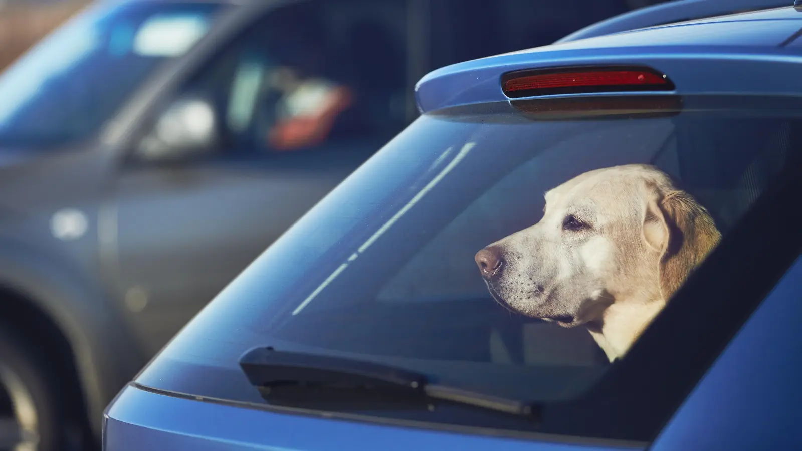 In Weiden ließ eine Frau ihren Hund bei Hitze alleine im Auto. (Symbolbild: Chalabala /stock.adobe.com)