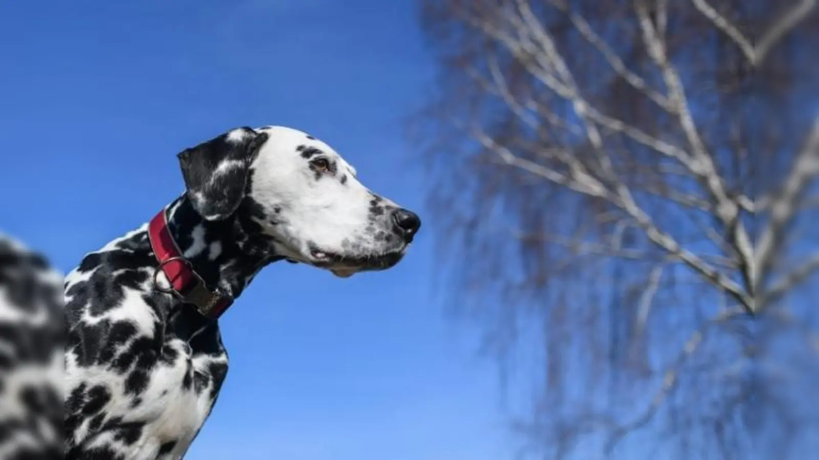 Die Polizei in Sulzbach-Rosenberg berichtet über eine Hundeattacke eines Dalmatiners auf einen anderen Vierbeiner und dessen Besitzerin. (Bild:  Patrick Pleul/dpa)