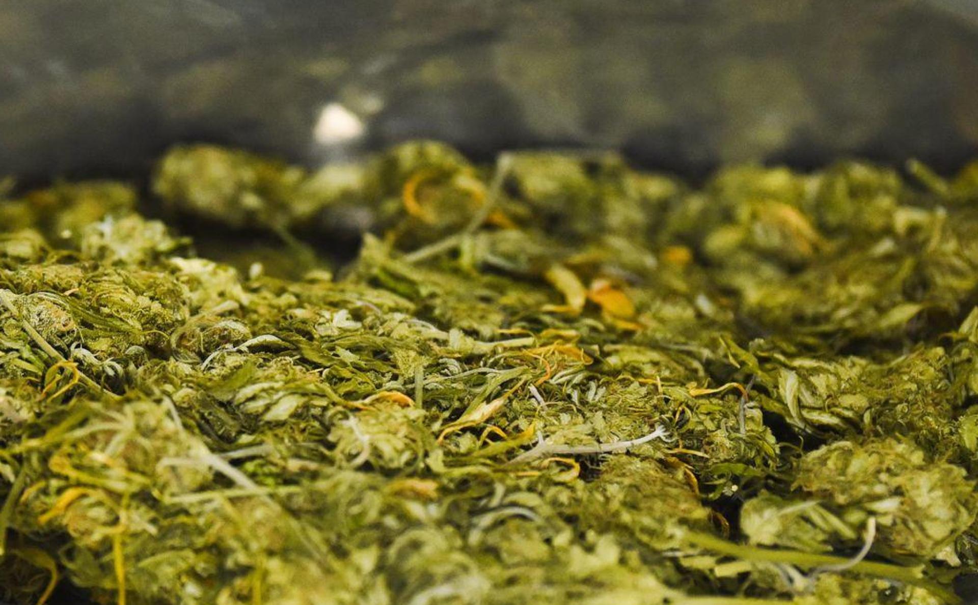 Sichergestellt hat die Polizei Marihuana, das sie bei einer Kontrolle in einem Auto fand. (Symbolbild: Nicolas Armer/dpa)