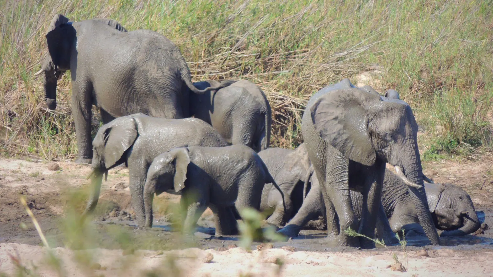 In dem knapp 20.000 Quadratkilometer großen Park können Touristen Elefanten und andere wilde Tiere beobachten. (Symbolbild) (Bild: Kevin Anderson/AP/dpa)