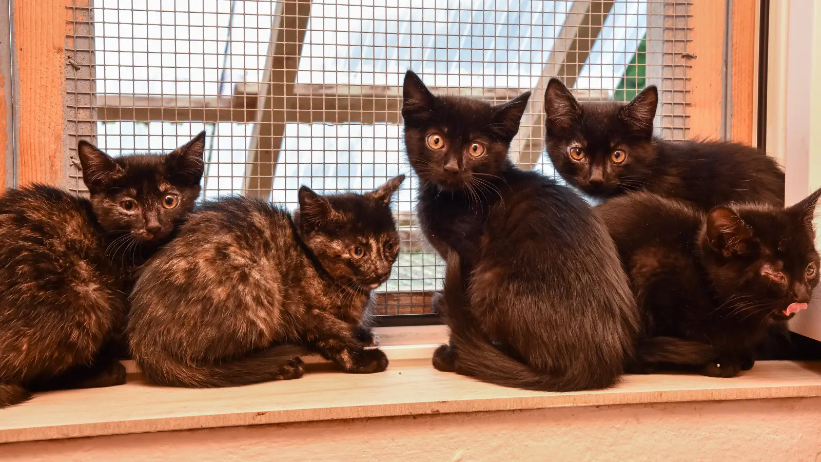 Diese fünf Babykatzen wurden in der Brauerei Bruckmüller in Amberg eingefangen. (Bild: Stephan Huber)