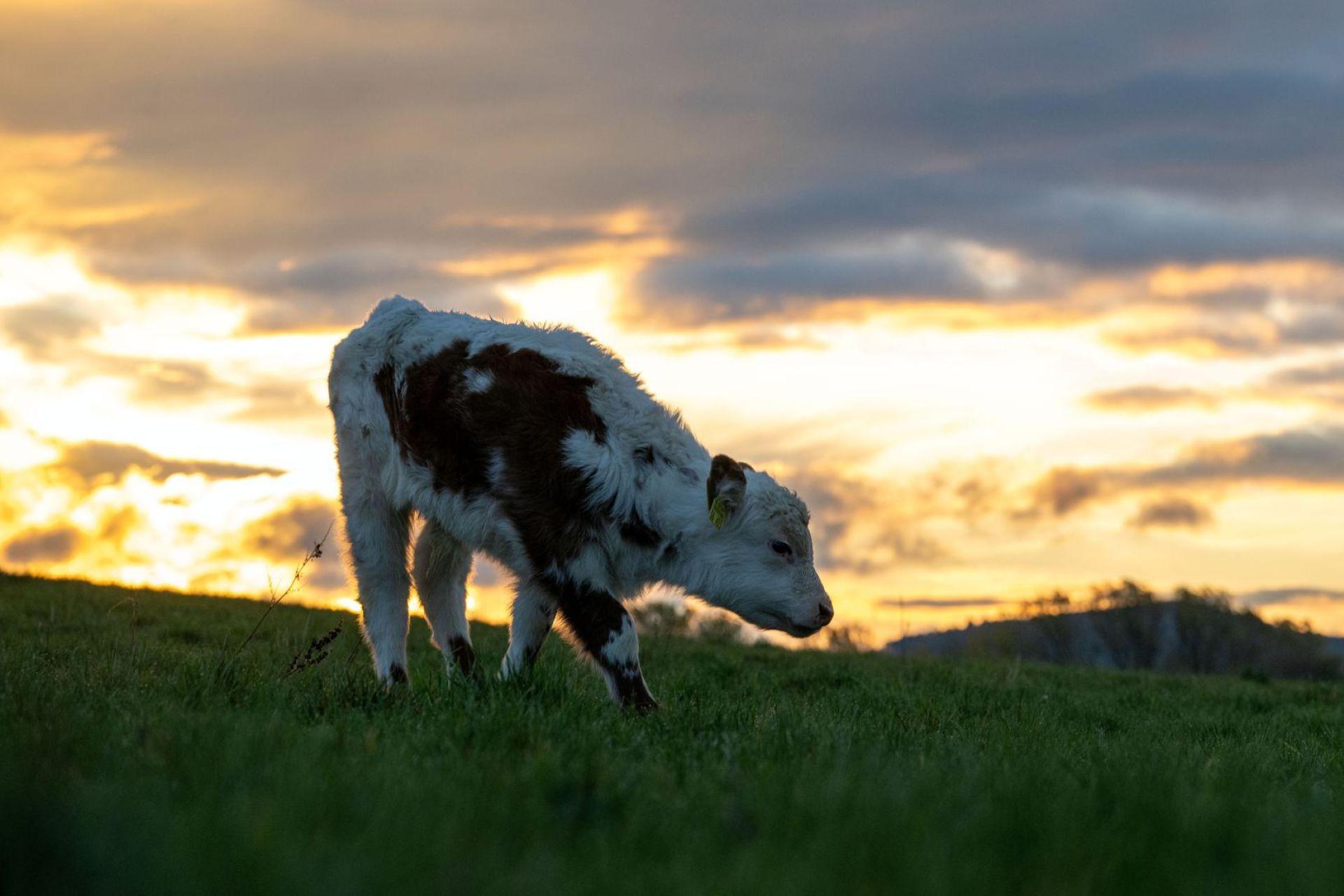 In Oberfranken ist ein Kalb ausgebüxt. (Symbolbild: Pia Bayer/dpa)