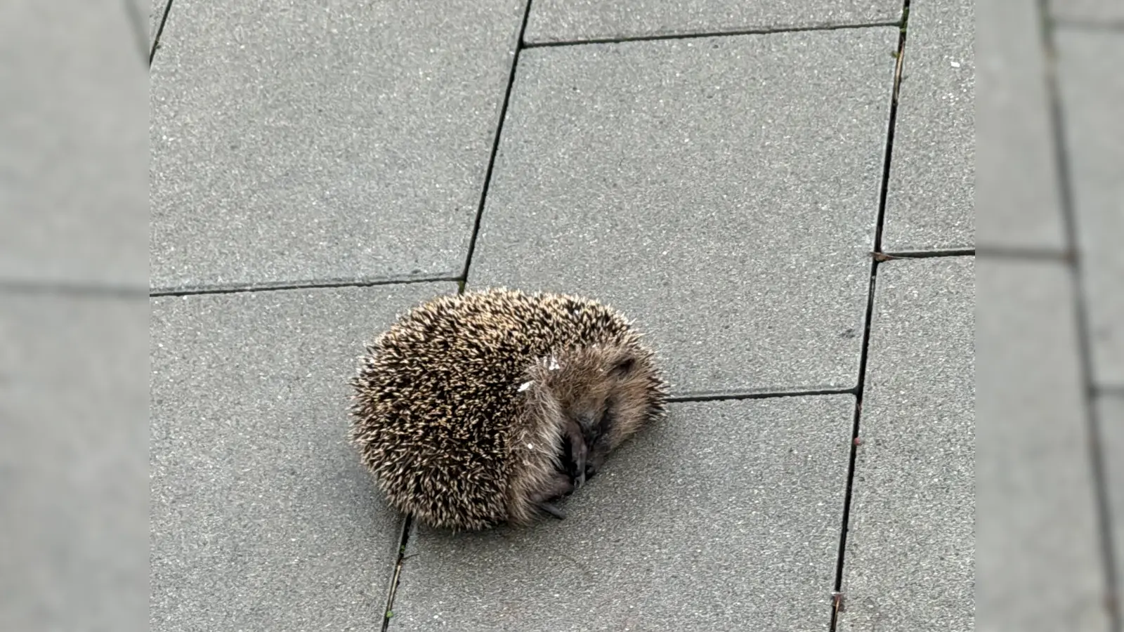Ein kranker Igel liegt am helllichten Tag in einem Amberger Wohngebiet auf einem Parkplatz.  (Bild: ama)