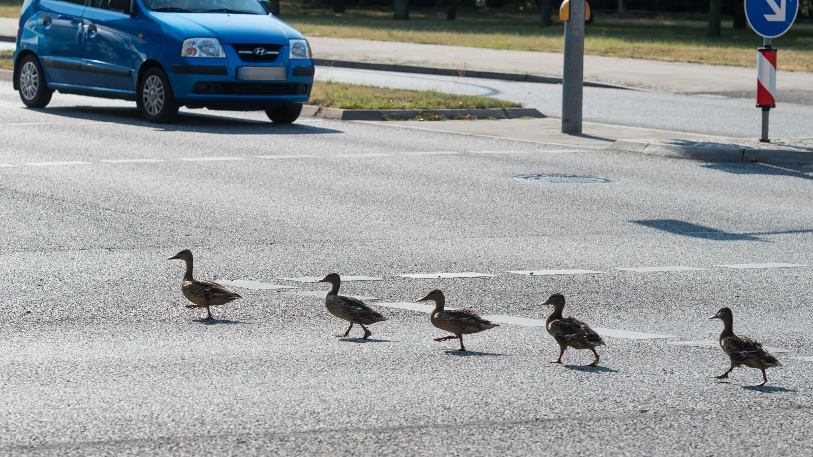 Watschelte wirklich eine Ente über die Straße? Eine 42-Jährige musste am Sonntagabend zwischen Neumarkt und Postbauer-Heng abrupt bremsen. (Symbolbild: Patrick Pleul/dpa)