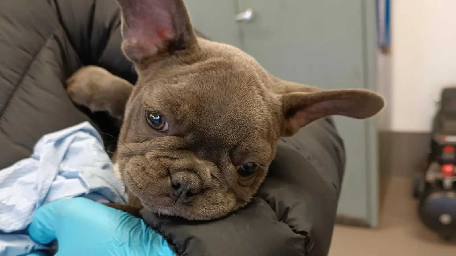 Mitarbeiter der Bundespolizei Waidhaus und des Veterinäramts Neustadt/WN kümmern sich um insgesamt vier Hundewelpen, die die Beamten bei Kontrollen auf der A6 auf der Ladefläche eines Transporters entdeckt hatten.  (Bild: Bundespolizei/exb)