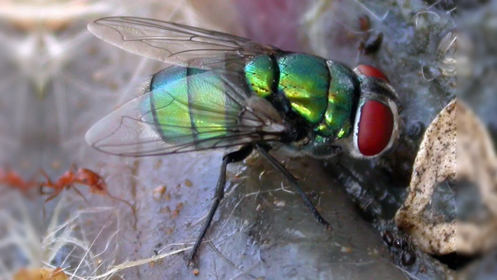 Diese Schmeißfliege könnte die Verbrechensbekämpfung erschweren. (Bild: Krzysztof Szpila/Universität Toruń/dpa)