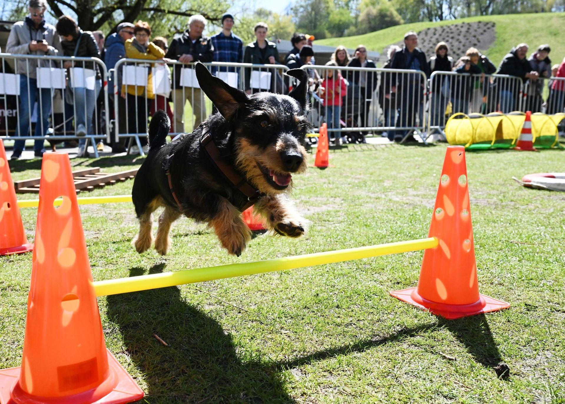 Bei der dritten Ausgabe des Münchner Dackelrennens tritt eine neue Rekordzahl sportlicher Hunde an. (Symbolbild: Angelika Warmuth/dpa)